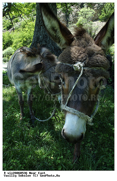 ������, ��������, ��������, ������, ����, �������, �����, ���