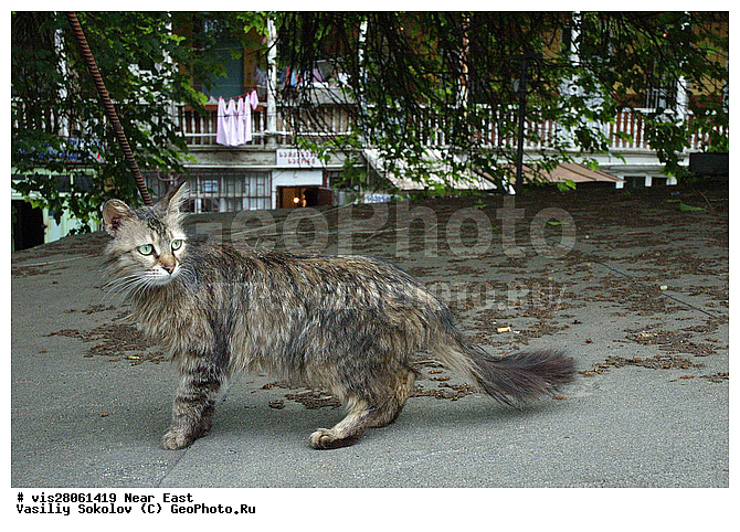 ������, �������, �����, �������� ��������, ��������, ��������, ���, �����, ������, ����, �����, �����, �����