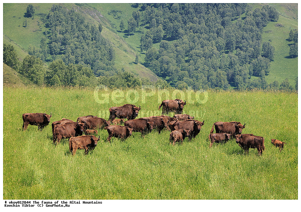 �����, ������ �����, �����, ����, �����, �������� ����������, ��������, �����, �����, ����, ������, ������, ����, ��������, �����, ���, �������, �����, ������, ����������, ����������, ������, ����������, ����������