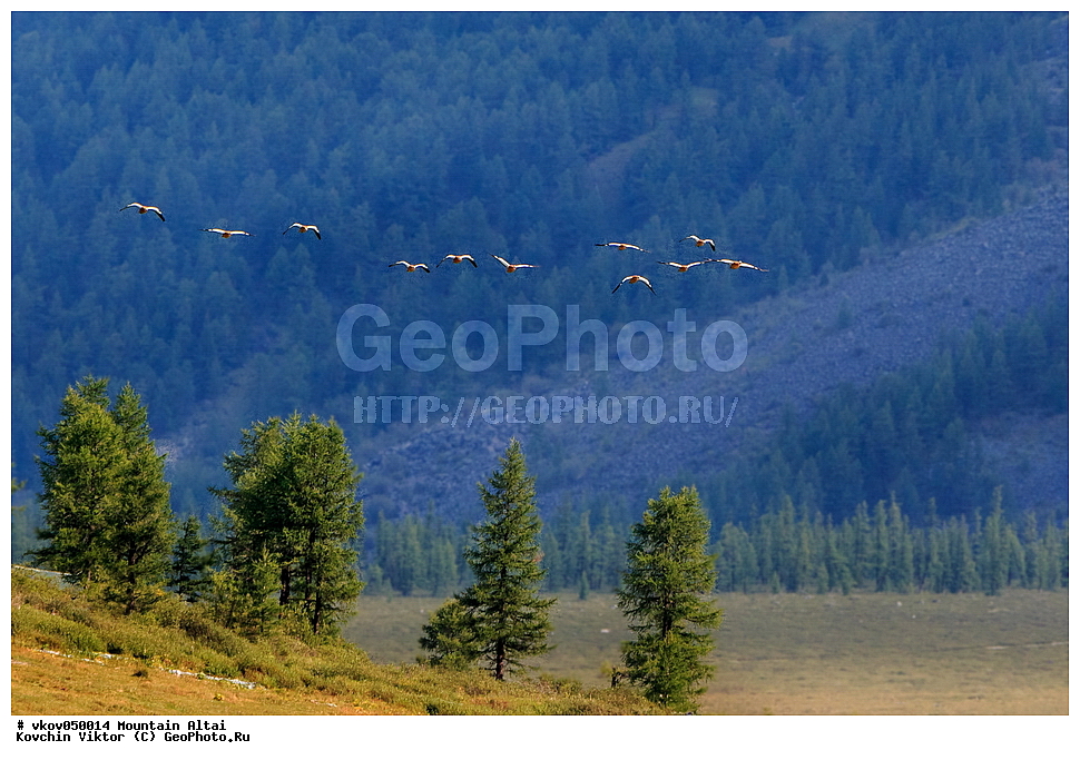 ������, ����, �����, ��������, ��������, �����, �����, ��������, �����������, �����������������, ������������� �����, ������������� �����, XYZ, ������, Anatidae �����, ������� ����, Tadorna ferruginea