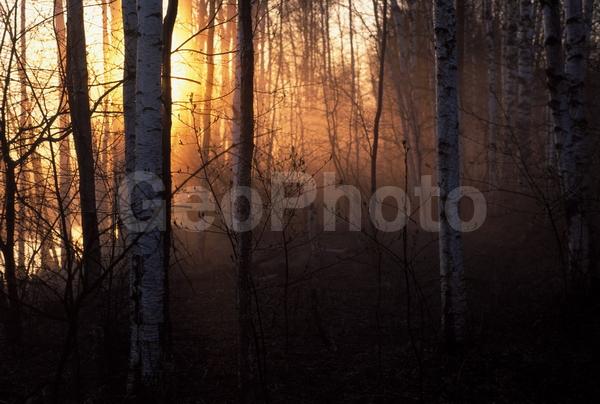 ������������, ������� ������, ����, ������� ������