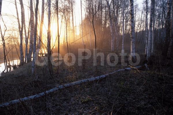 ������������, ������� ������, ����, ������� ������