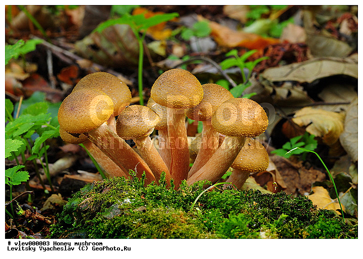 ������ ���������, ������, ������ ������������ ��� ����������, ����� ������������ ����� ��� ������������� Basidiomycetes, �������� ����������������� Homobasidiomycetiidae, ������� ���������� ��� ������������ Tricholomatales, ��� ������������� ��� ������ Armillariella Karst, ��������� ���������� ��� ������������ Tricholomataceae, ������