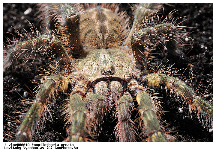 c�������� ��������� Theraphosidae, ����������� ���������, ���������, ������������ ������������� ����� Mygalomorphae, �������� ������������� ����� Opisthothelae, ���������, ��� ����������� Poecilotheria