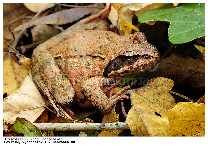 ������������� �������, ��� ����������� Amphibia, ����������, ����� �������, ����� ������� ��� ����������� Amphibia, �������������, ����� ���������� Anura, ��� ������� Rana, ��������� ������� Ranidae, ������������� ����, ������, ��������, ��������, �����������, �����������, �������, �������, �������, �������, XYZ ��������� �������, Ranidae, ������������� �������, Rana macrocnemis