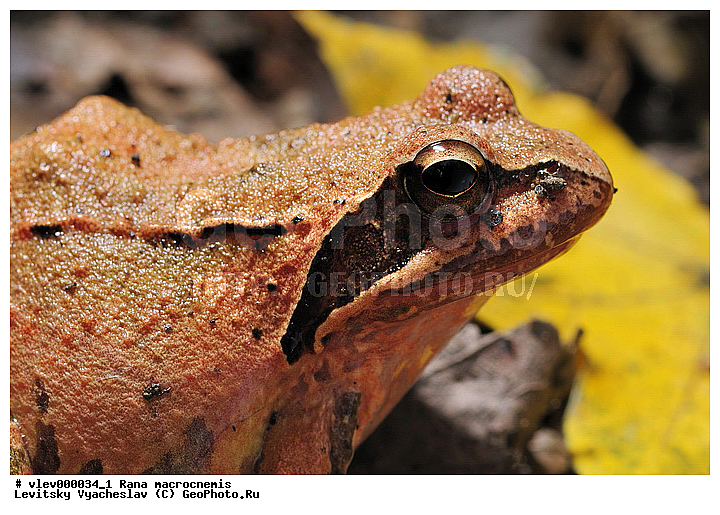 ������������� �������, ��� ����������� Amphibia, ����������, ����� �������, ����� ������� ��� ����������� Amphibia, �������������, ����� ���������� Anura, ��� ������� Rana, ��������� ������� Ranidae, ������������� ����, ������, ��������, ��������, �����������, �����������, �������, �������, �������, �������, XYZ ��������� �������, Ranidae, ������������� �������, Rana macrocnemis