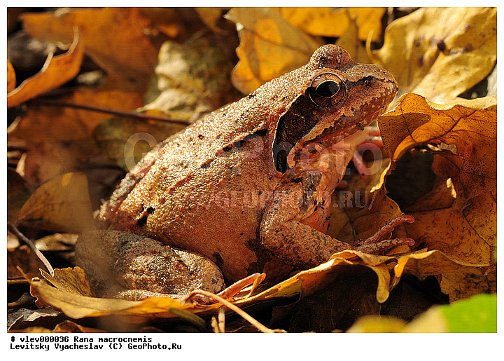 ������������� �������, ��� ����������� Amphibia, ����������, ����� �������, ����� ������� ��� ����������� Amphibia, �������������, ����� ���������� Anura, ��� ������� Rana, ��������� ������� Ranidae, ������������� ����, ������, ��������, ��������, �����������, �����������, �������, �������, �������, �������, XYZ ��������� �������, Ranidae, ������������� �������, Rana macrocnemis