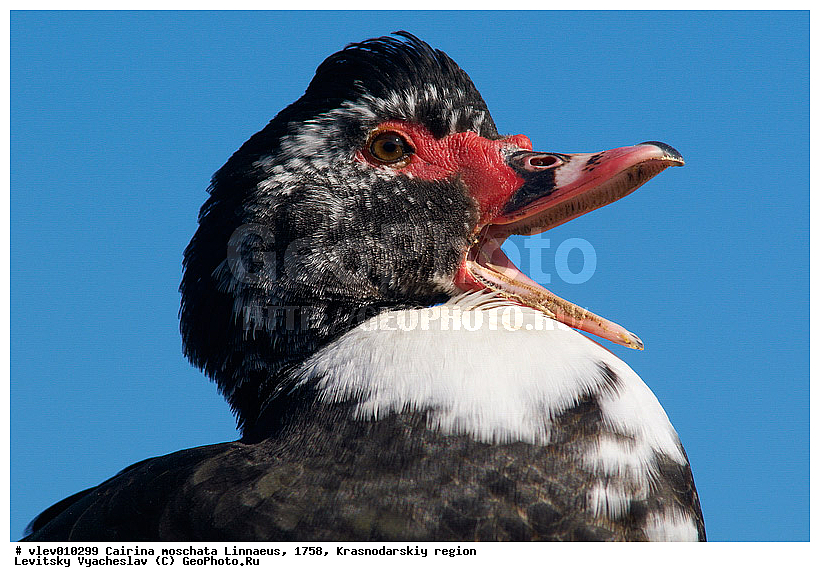 ��� ��������� ����, ����� �����, ������������� ����, ��������� ����, ����� ������������, ��� Cairina, ��������� ������, ��� ��������, ������� ��������, ��������, ��� �����������������, �����, �����, �����, �����������������, ������������� �����, XYZ, ������, Anatidae, ��������� ����, Cairina moschata