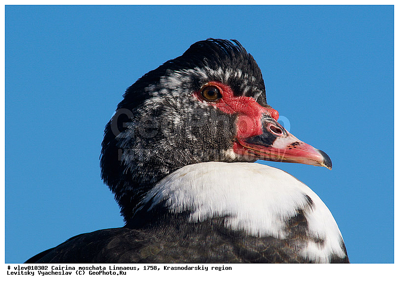 ��� ��������� ����, ����� �����, ������������� ����, ��������� ����, ����� ������������, ��� Cairina, ��������� ������, ��� ��������, ������� ��������, ��������, ��� �����������������, �����, �����, �����, �����������������, ������������� �����, XYZ, ������, Anatidae, ��������� ����, Cairina moschata