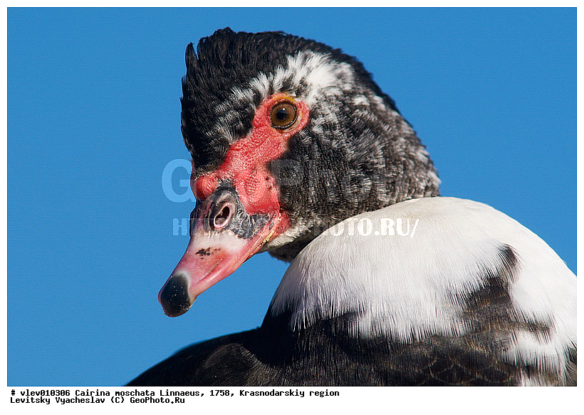 ��� ��������� ����, ����� �����, ������������� ����, ��������� ����, ����� ������������, ��� Cairina, ��������� ������, ��� ��������, ������� ��������, ��������, ��� �����������������, �����, �����, �����, �����������������, ������������� �����, XYZ, ������, Anatidae, ��������� ����, Cairina moschata