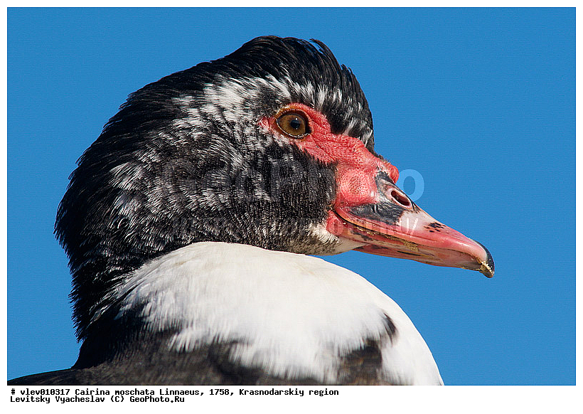 ��� ��������� ����, ����� �����, ������������� ����, ��������� ����, ����� ������������, ��� Cairina, ��������� ������, ��� ��������, ������� ��������, ��������, ��� �����������������, �����, �����, �����, �����������������, ������������� �����, XYZ, ������, Anatidae, ��������� ����, Cairina moschata