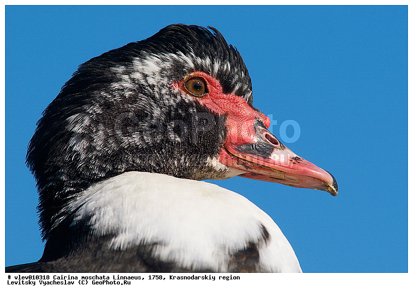 ��� ��������� ����, ����� �����, ������������� ����, ��������� ����, ����� ������������, ��� Cairina, ��������� ������, ��� ��������, ������� ��������, ��������, ��� �����������������, �����, �����, �����, �����������������, ������������� �����, XYZ, ������, Anatidae, ��������� ����, Cairina moschata