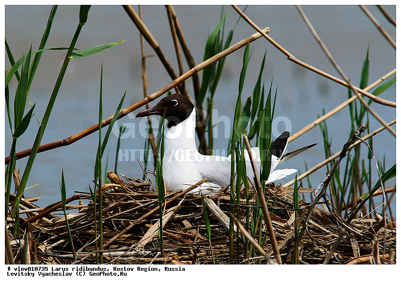 Larus ridibundus, ��� ������� �����, ����� �����, ������� �����, ����� ��������������, ��� �����, ���������� �������, ��������� ��������, ��� ��������, ������� ��������, ����� ������������, ����� ������, ������� ���� ���, �����, �����, ������� �����, ������� �����,XYZ, ��������, Laridae, ������������ �����, ������ �����, Larus ridibundus, Chroicocephalus ridibundus