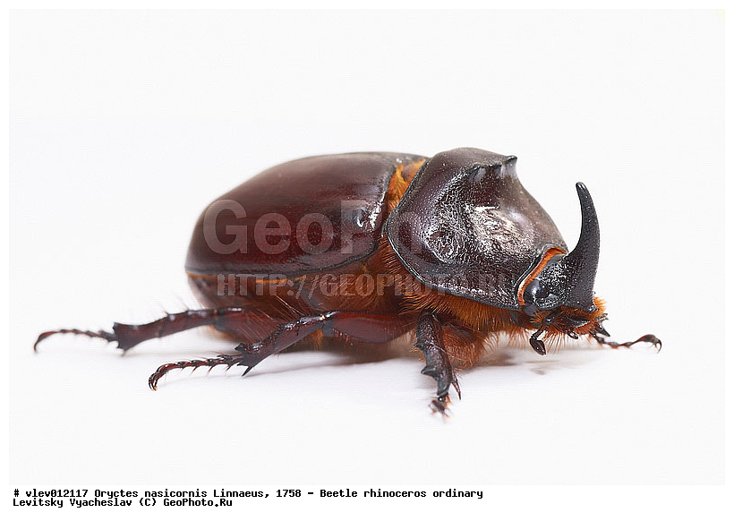 Oryctes nasicornis Linnaeus, ���-������� ������������, ���������� �������, ������-��-����, ������, ��������, ��������, ���������, ���������, ���, ����, XYZ, ���������������, Scarabaeidae, Scarabaeidae, ���-�������, ���-������� ������������, ������������ ���-�������, ������-�������, Oryctes nasicornis, Scarabaeus nasicornis, Oryctes grypus, Oryctes latipennis, ryctes punctipennis, Oryctes punctipennis przevalskii, Oryctes punctipennis illigeri, Oryctes progressivus, Oryctus nasutus, ��������������, �������������, ��������������