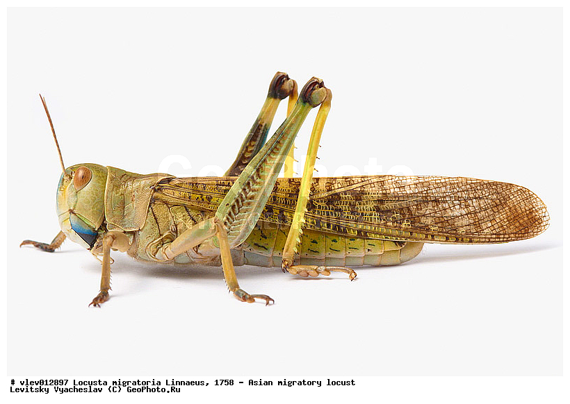 Locusta migratoria, ��������� ��������� �������, ���������� �������, ������-��-����