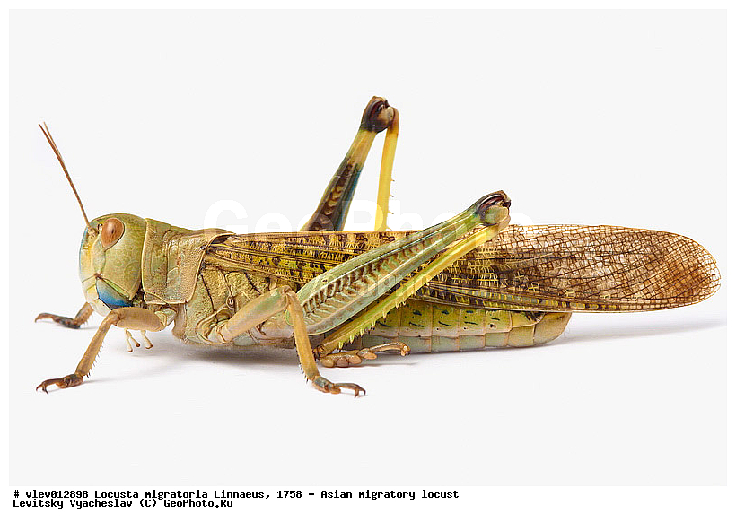 Locusta migratoria, ��������� ��������� �������, ���������� �������, ������-��-����