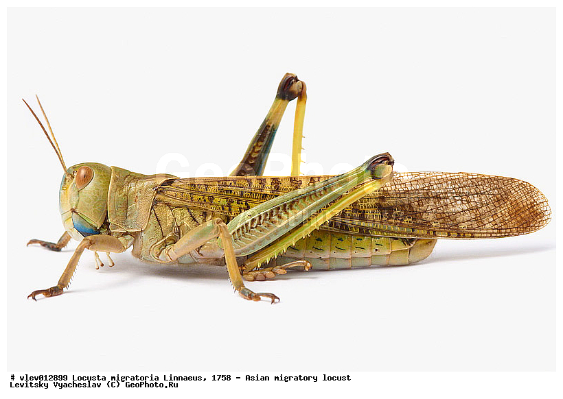 Locusta migratoria, ��������� ��������� �������, ���������� �������, ������-��-����