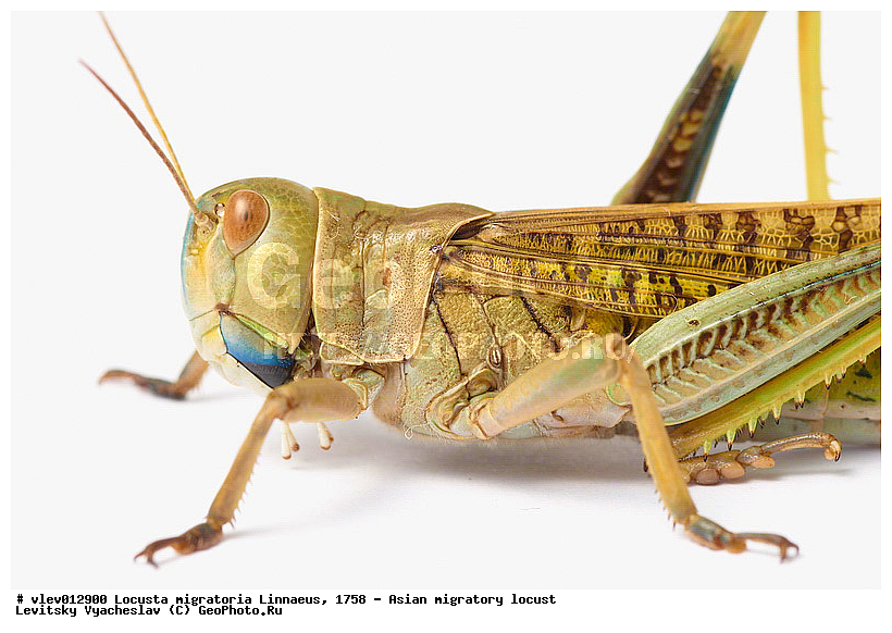 Locusta migratoria, ��������� ��������� �������, ���������� �������, ������-��-����