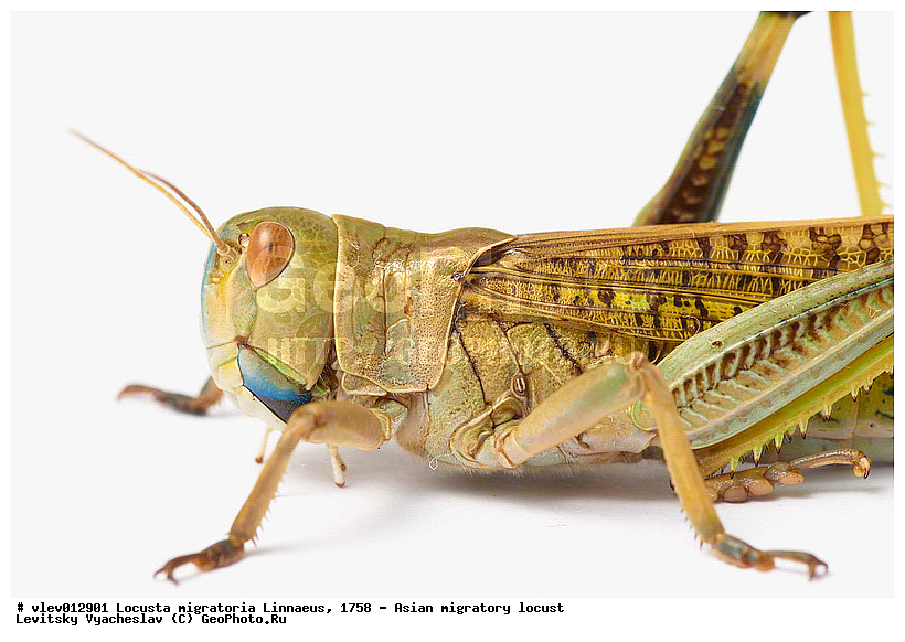 Locusta migratoria, ��������� ��������� �������, ���������� �������, ������-��-����