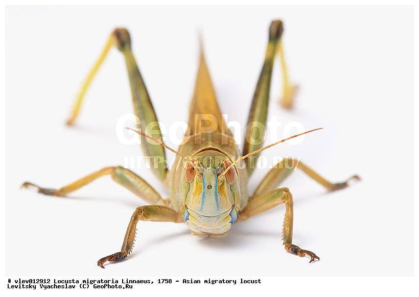 Locusta migratoria, ��������� ��������� �������, ���������� �������, ������-��-����