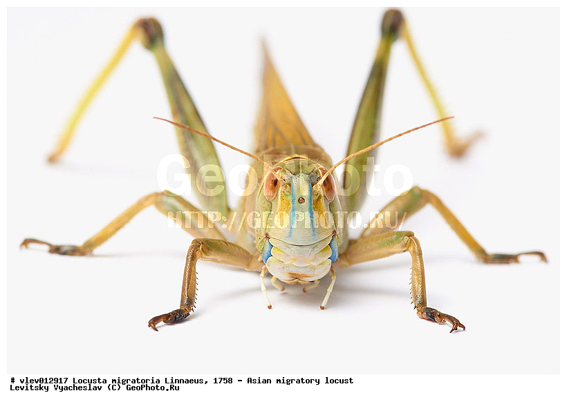 Locusta migratoria, ��������� ��������� �������, ���������� �������, ������-��-����