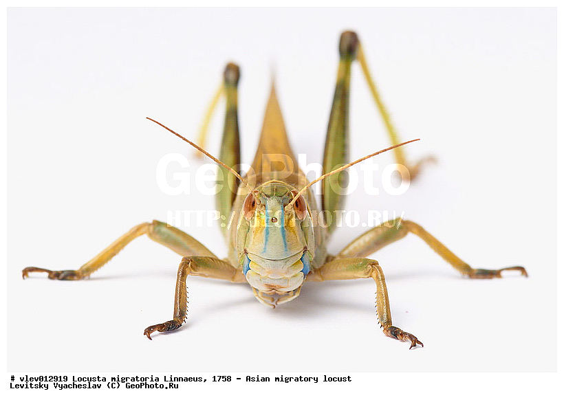Locusta migratoria, ��������� ��������� �������, ���������� �������, ������-��-����