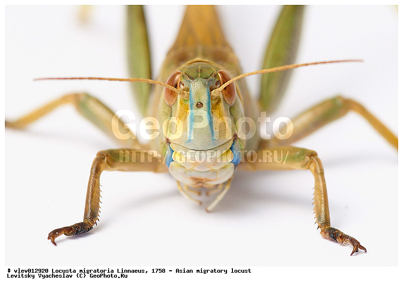 Locusta migratoria, ��������� ��������� �������, ���������� �������, ������-��-����