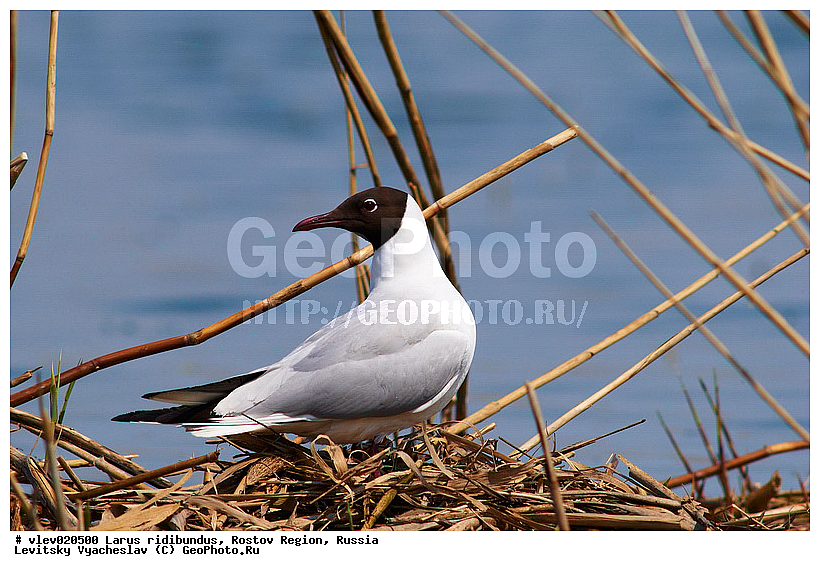 Larus ridibundus, ��� ������� �����, ����� �����, ������� �����, ����� ��������������, ��� �����, ���������� �������, ��������� ��������, ��� ��������, ������� ��������, ����� ������������, ����� ������, ������� ���� ���, �����, �����, ������� �����, ������� �����,XYZ, ��������, Laridae, ������������ �����, ������ �����, Larus ridibundus, Chroicocephalus ridibundus