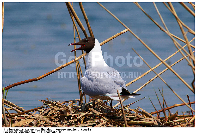 Larus ridibundus, ��� ������� �����, ����� �����, ������� �����, ����� ��������������, ��� �����, ���������� �������, ��������� ��������, ��� ��������, ������� ��������, ����� ������������, ����� ������, ������� ���� ���, �����, �����, ������� �����, ������� �����,XYZ, ��������, Laridae, ������������ �����, ������ �����, Larus ridibundus, Chroicocephalus ridibundus