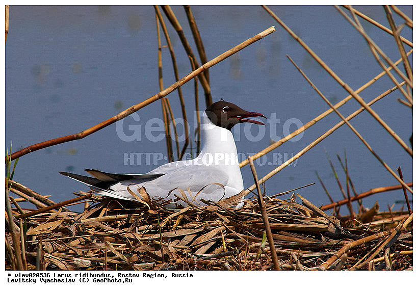Larus ridibundus, ��� ������� �����, ����� �����, ������� �����, ����� ��������������, ��� �����, ���������� �������, ��������� ��������, ��� ��������, ������� ��������, ����� ������������, ����� ������, ������� ���� ���, �����, �����, ������� �����, ������� �����,XYZ, ��������, Laridae, ������������ �����, ������ �����, Larus ridibundus, Chroicocephalus ridibundus