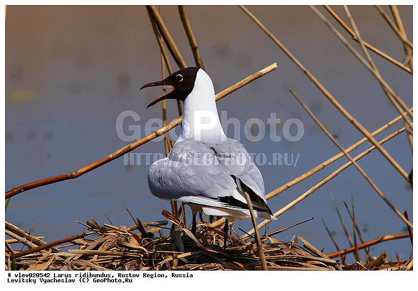 Larus ridibundus, ��� ������� �����, ����� �����, ������� �����, ����� ��������������, ��� �����, ���������� �������, ��������� ��������, ��� ��������, ������� ��������, ����� ������������, ����� ������, ������� ���� ���, �����, �����, ������� �����, ������� �����,XYZ, ��������, Laridae, ������������ �����, ������ �����, Larus ridibundus, Chroicocephalus ridibundus
