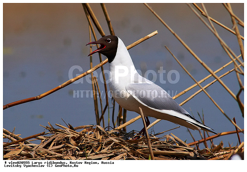 Larus ridibundus, ��� ������� �����, ����� �����, ������� �����, ����� ��������������, ��� �����, ���������� �������, ��������� ��������, ��� ��������, ������� ��������, ����� ������������, ����� ������, ������� ���� ���, �����, �����, ������� �����, ������� �����,XYZ, ��������, Laridae, ������������ �����, ������ �����, Larus ridibundus, Chroicocephalus ridibundus