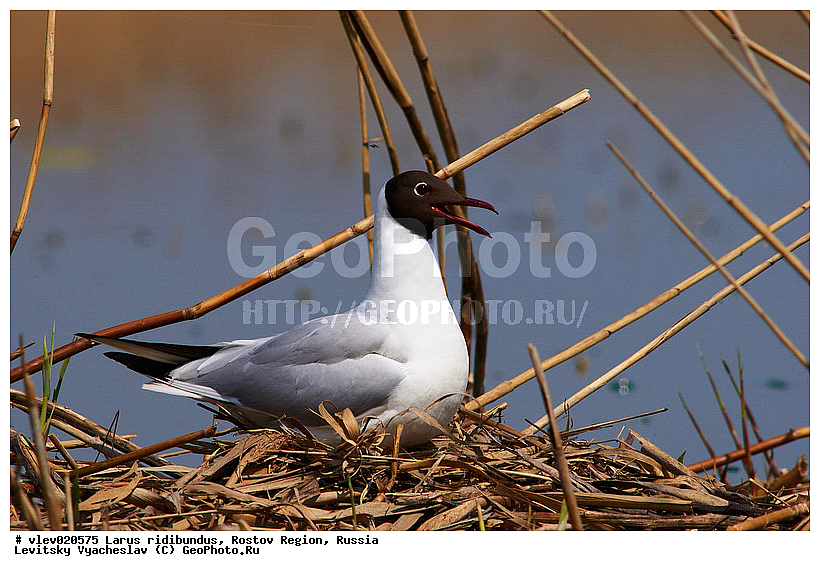 Larus ridibundus, ��� ������� �����, ����� �����, ������� �����, ����� ��������������, ��� �����, ���������� �������, ��������� ��������, ��� ��������, ������� ��������, ����� ������������, ����� ������, ������� ���� ���, �����, �����, ������� �����, ������� �����,XYZ, ��������, Laridae, ������������ �����, ������ �����, Larus ridibundus, Chroicocephalus ridibundus