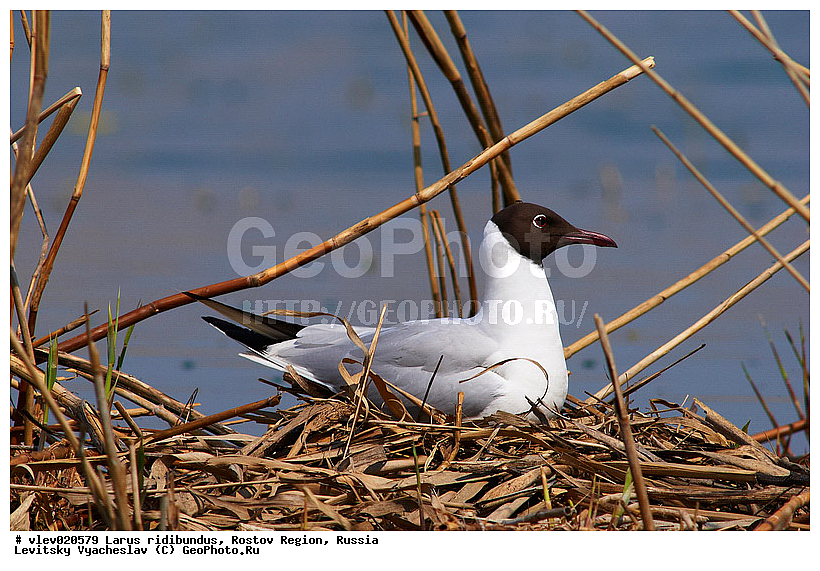 Larus ridibundus, ��� ������� �����, ����� �����, ������� �����, ����� ��������������, ��� �����, ���������� �������, ��������� ��������, ��� ��������, ������� ��������, ����� ������������, ����� ������, ������� ���� ���, �����, �����, ������� �����, ������� �����,XYZ, ��������, Laridae, ������������ �����, ������ �����, Larus ridibundus, Chroicocephalus ridibundus