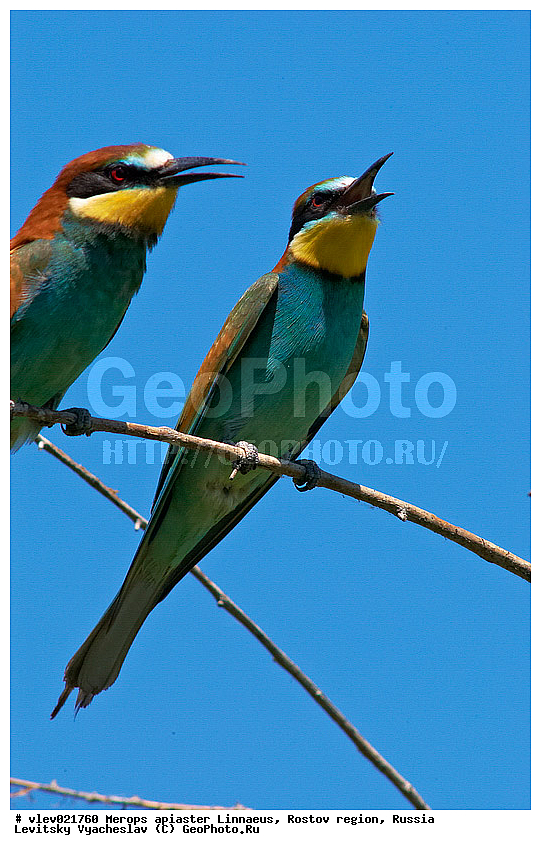 Merops apiaster, ��� ���������� �����, ���������� �����, ����� ����� ����� �������������, ��� �����, ���������� �������, ��������� ��������, ��� ��������, ������� ��������, ������ ���� ���, ���������, ����� �����, ���, �����, �����, XYZ, ��������, Meropidae