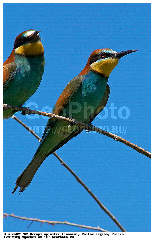 Merops apiaster, ��� ���������� �����, ���������� �����, ����� ����� ����� �������������, ��� �����, ���������� �������, ��������� ��������, ��� ��������, ������� ��������, ������ ���� ���, ���������, ����� �����, ���, �����, �����, XYZ, ��������, Meropidae