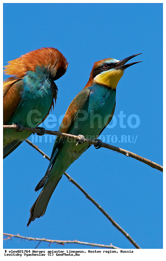 Merops apiaster, ��� ���������� �����, ���������� �����, ����� ����� ����� �������������, ��� �����, ���������� �������, ��������� ��������, ��� ��������, ������� ��������, ������ ���� ���, ���������, ����� �����, ���, �����, �����, XYZ, ��������, Meropidae