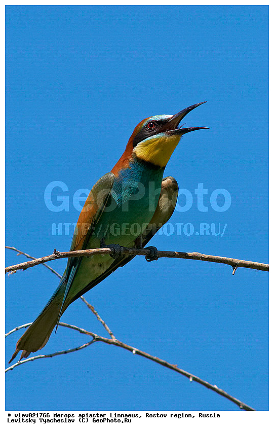 Merops apiaster, ��� ���������� �����, ���������� �����, ����� ����� ����� �������������, ��� �����, ���������� �������, ��������� ��������, ��� ��������, ������� ��������, ������ ���� ���, ���������, ����� �����, ���, �����, �����, XYZ, ��������, Meropidae