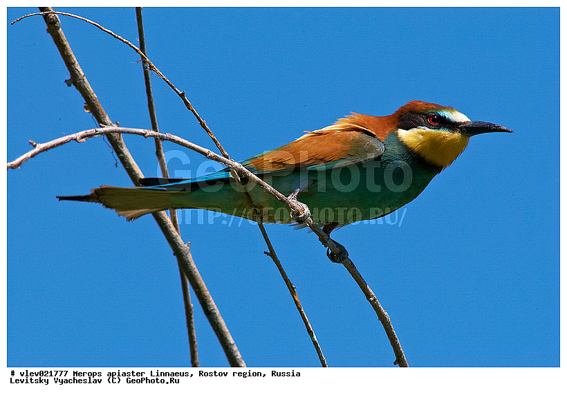 Merops apiaster, ��� ���������� �����, ���������� �����, ����� ����� ����� �������������, ��� �����, ���������� �������, ��������� ��������, ��� ��������, ������� ��������, ������ ���� ���, ���������, ����� �����, ���, �����, �����, XYZ, ��������, Meropidae