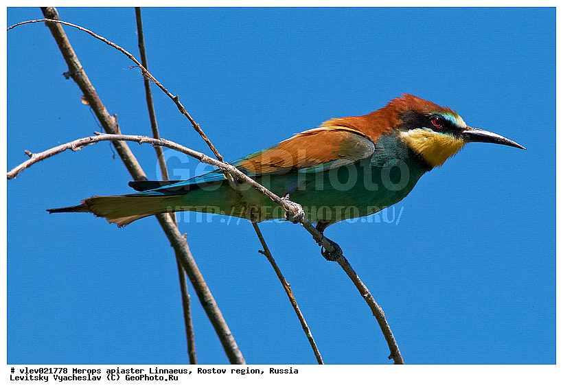 Merops apiaster, ��� ���������� �����, ���������� �����, ����� ����� ����� �������������, ��� �����, ���������� �������, ��������� ��������, ��� ��������, ������� ��������, ������ ���� ���, ���������, ����� �����, ���, �����, �����, XYZ, ��������, Meropidae