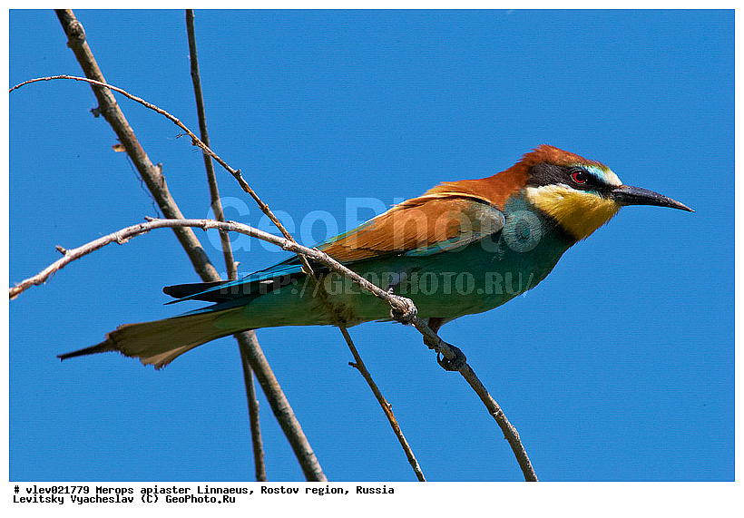 Merops apiaster, ��� ���������� �����, ���������� �����, ����� ����� ����� �������������, ��� �����, ���������� �������, ��������� ��������, ��� ��������, ������� ��������, ������ ���� ���, ���������, ����� �����, ���, �����, �����, XYZ, ��������, Meropidae