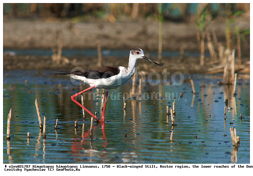  ���������� �������, ������� ���� ���, Himantopus himantopus Linnaeus, ���������� , ��������, ��������, �����, �����, ��������, �����������, XYZ, �������������, Recurvirostridae, ����������, Himantopus himantopus