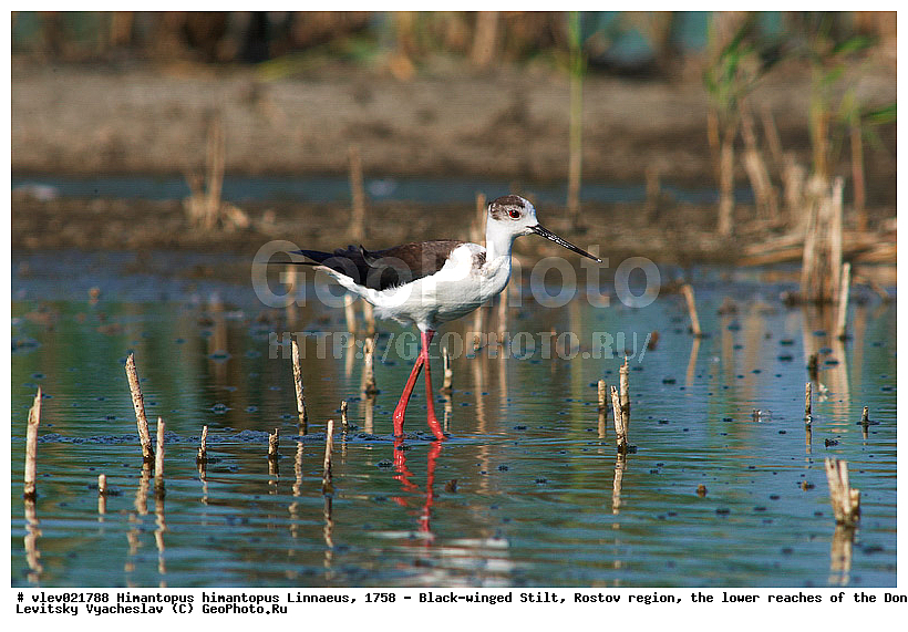  ���������� �������, ������� ���� ���, Himantopus himantopus Linnaeus, ���������� , ��������, ��������, �����, �����, ��������, �����������, XYZ, �������������, Recurvirostridae, ����������, Himantopus himantopus
