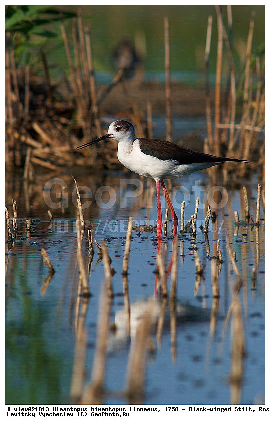  ���������� �������, ������� ���� ���, Himantopus himantopus Linnaeus, ���������� , ��������, ��������, �����, �����, ��������, �����������, XYZ, �������������, Recurvirostridae, ����������, Himantopus himantopus