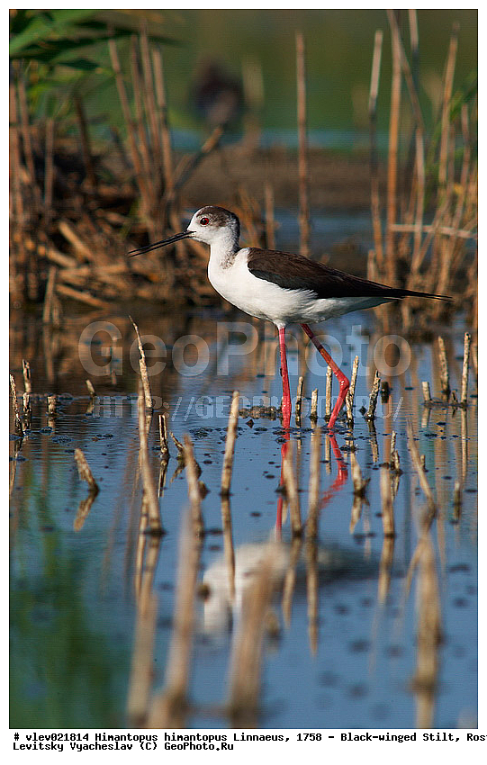  ���������� �������, ������� ���� ���, Himantopus himantopus Linnaeus, ���������� , ��������, ��������, �����, �����, ��������, �����������, XYZ, �������������, Recurvirostridae, ����������, Himantopus himantopus