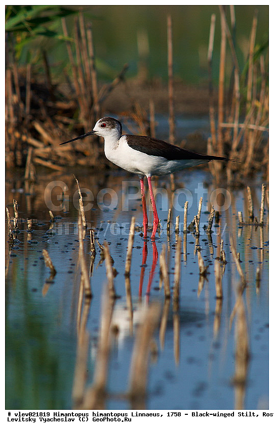  ���������� �������, ������� ���� ���, Himantopus himantopus Linnaeus, ���������� , ��������, ��������, �����, �����, ��������, �����������, XYZ, �������������, Recurvirostridae, ����������, Himantopus himantopus