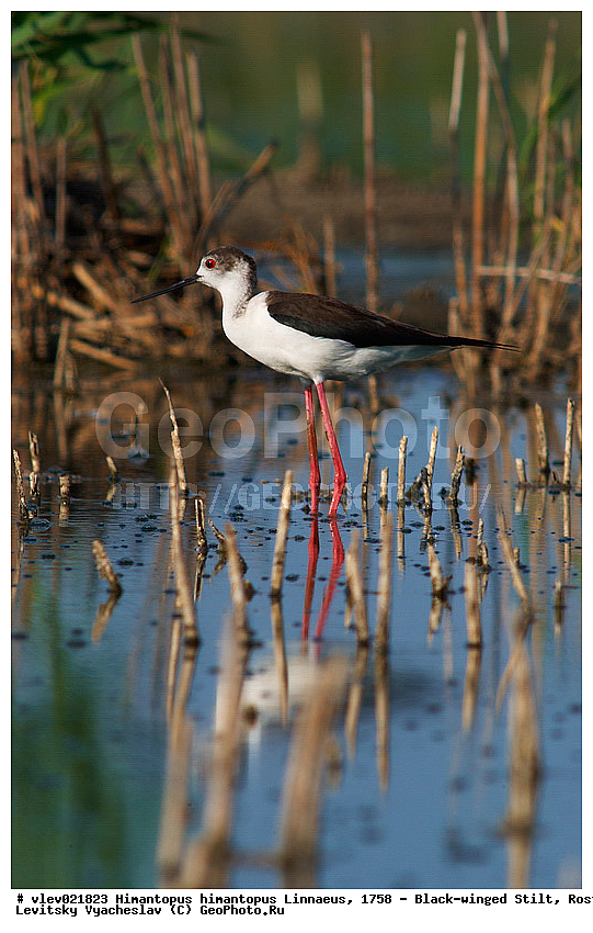  ���������� �������, ������� ���� ���, Himantopus himantopus Linnaeus, ���������� , ��������, ��������, �����, �����, ��������, �����������, XYZ, �������������, Recurvirostridae, ����������, Himantopus himantopus
