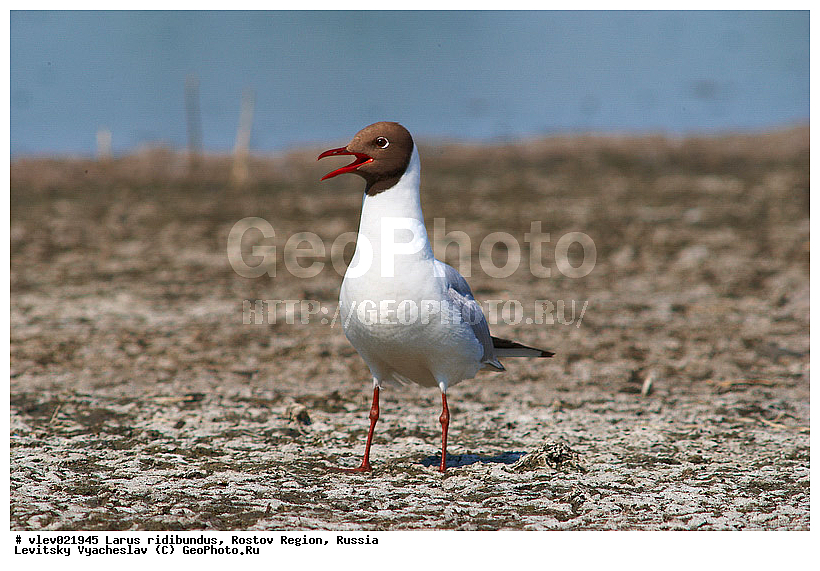 Larus ridibundus, ��� ������� �����, ����� �����, ������� �����, ����� ��������������, ��� �����, ���������� �������, ��������� ��������, ��� ��������, ������� ��������, ����� ������������, ����� ������, ������� ���� ���, �����, �����, ������� �����, ������� �����,XYZ, ��������, Laridae, ������������ �����, ������ �����, Larus ridibundus, Chroicocephalus ridibundus