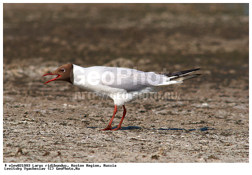 Larus ridibundus, ��� ������� �����, ����� �����, ������� �����, ����� ��������������, ��� �����, ���������� �������, ��������� ��������, ��� ��������, ������� ��������, ����� ������������, ����� ������, ������� ���� ���, �����, �����, ������� �����, ������� �����,XYZ, ��������, Laridae, ������������ �����, ������ �����, Larus ridibundus, Chroicocephalus ridibundus