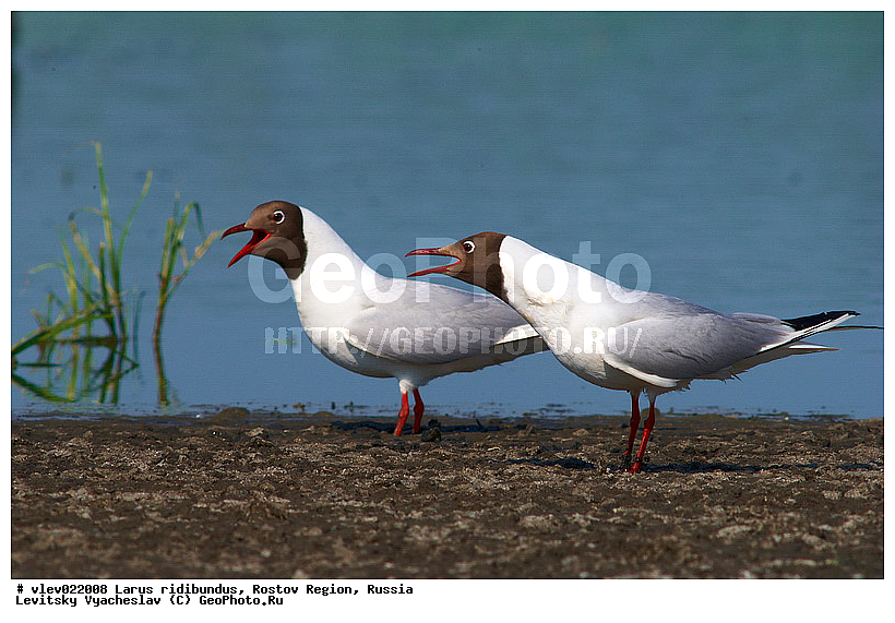 Larus ridibundus, ��� ������� �����, ����� �����, ������� �����, ����� ��������������, ��� �����, ���������� �������, ��������� ��������, ��� ��������, ������� ��������, ����� ������������, ����� ������, ������� ���� ���, �����, �����, ������� �����, ������� �����,XYZ, ��������, Laridae, ������������ �����, ������ �����, Larus ridibundus, Chroicocephalus ridibundus